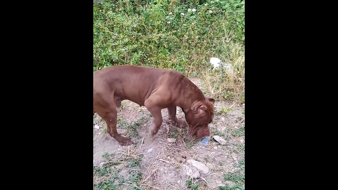 Pitbull American Dog 