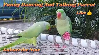 Funny Dancing And Talking Parrot   Shafin and Alex. #parrot #birds #parrottalking #talkingparrot