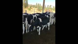welcome to kitale junior dairy farm 0743670809