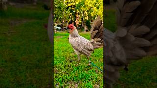 Abuhin Na Benabae Bloodline Hatch rooster shorts