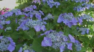 Ode to Hydrangea Flox (improvisation inspired by Vangelis)