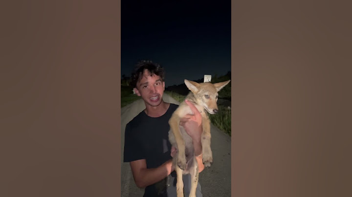 Check out what we found!              #baby #dog #puppy #coyote ￼