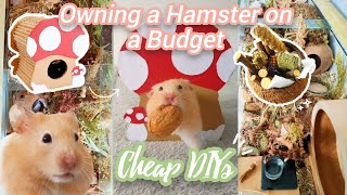 Owning a Hamster on a Budget - Cheap Natural Hamster Supply DIYs🐹🍄🌿