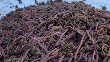 Giun câu cá - Mồi câu tự nhiên, hiệu quả tuyệt đối