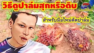 วิธีดูว่าปาล์มสุกหรือดิบ .สำหรับมือใหม่ตัดปาล์ม #ตัดปาล์ม #สวนปาล์ม