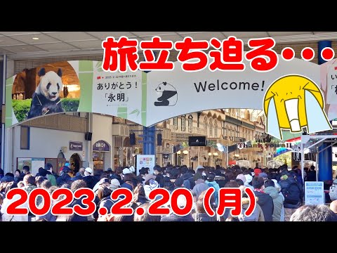 アドベンパンダ速報🐼旅立ちまであと2日😭グッズにもファン殺到💦長蛇の列