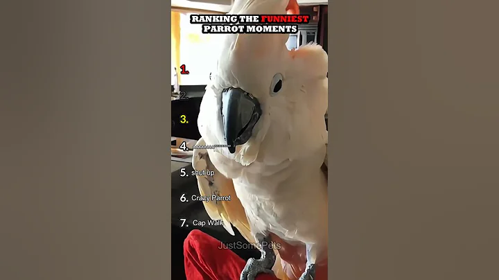 Ranking The Funniest Parrot Moments