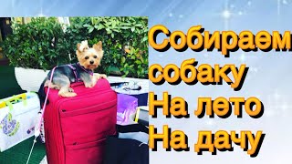 Что я беру на дачу для собаки на лето Что я беру на дачу для собаки на лето
