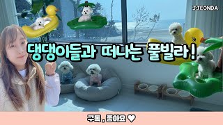 VLOG::풀빌라 너만가냐개(태안풀빌라 애견동반여행 슈슈풀빌라 비숑 먹방브이로그 일상브이로그 가족브이로그 태안여행 애견동반숙소추천 삼겹살 바베큐 물놀이 수영장 고도비만먹방)
