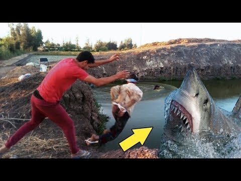 شوف الحاج بوحه و ابنه الزعيم رموا الحاج عكوش و الحاج شيكو للسمك يأكلهم في مزرعة الحاج بسيوني