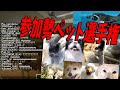 参加勢のペット晒し選手権 まさかのペンギンを飼っている奴出現 - マインクラフト【KUN】