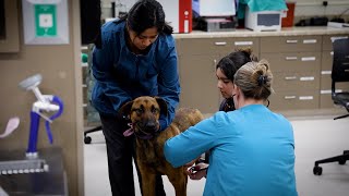 Celebrity Veterinary Technology Program at YVC Profile