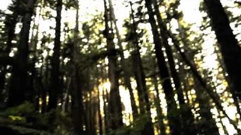 On the road from Forks to La Push