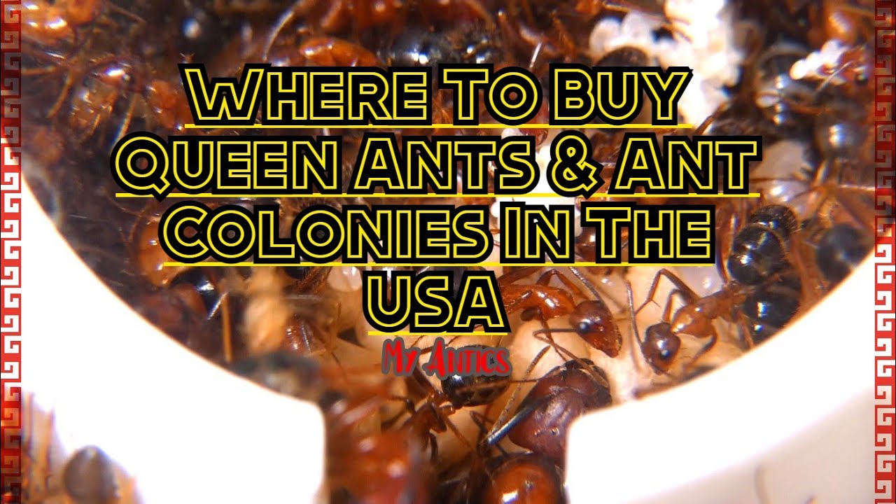 Купите королев муравьев и муравьиные колонии в магазине MY ANTICS ANT SHOP