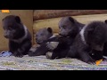 Десять медвежат делают первые шаги в Центре спасения в Тверской области