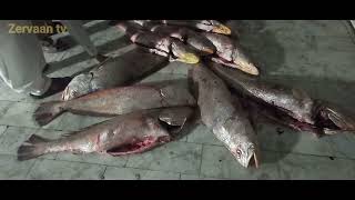 صید میش ماهی فراوان و بی سابقه صیادان در پسابندر/ BIG EVENTS FOR CROCKER SEASON