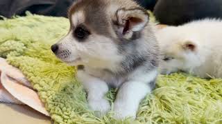 Available Puppies 'Summer & Bonsai's' 5/3/24  | Alaskan Klee Kai American Eskimo