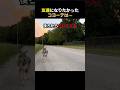 友達になりたかったコヨーテは···