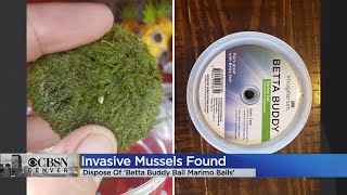 Colorado Parks And Wildlife Urging Pet Stores To Remove Betta Buddy Marimo Balls Due To Zebra Mussel