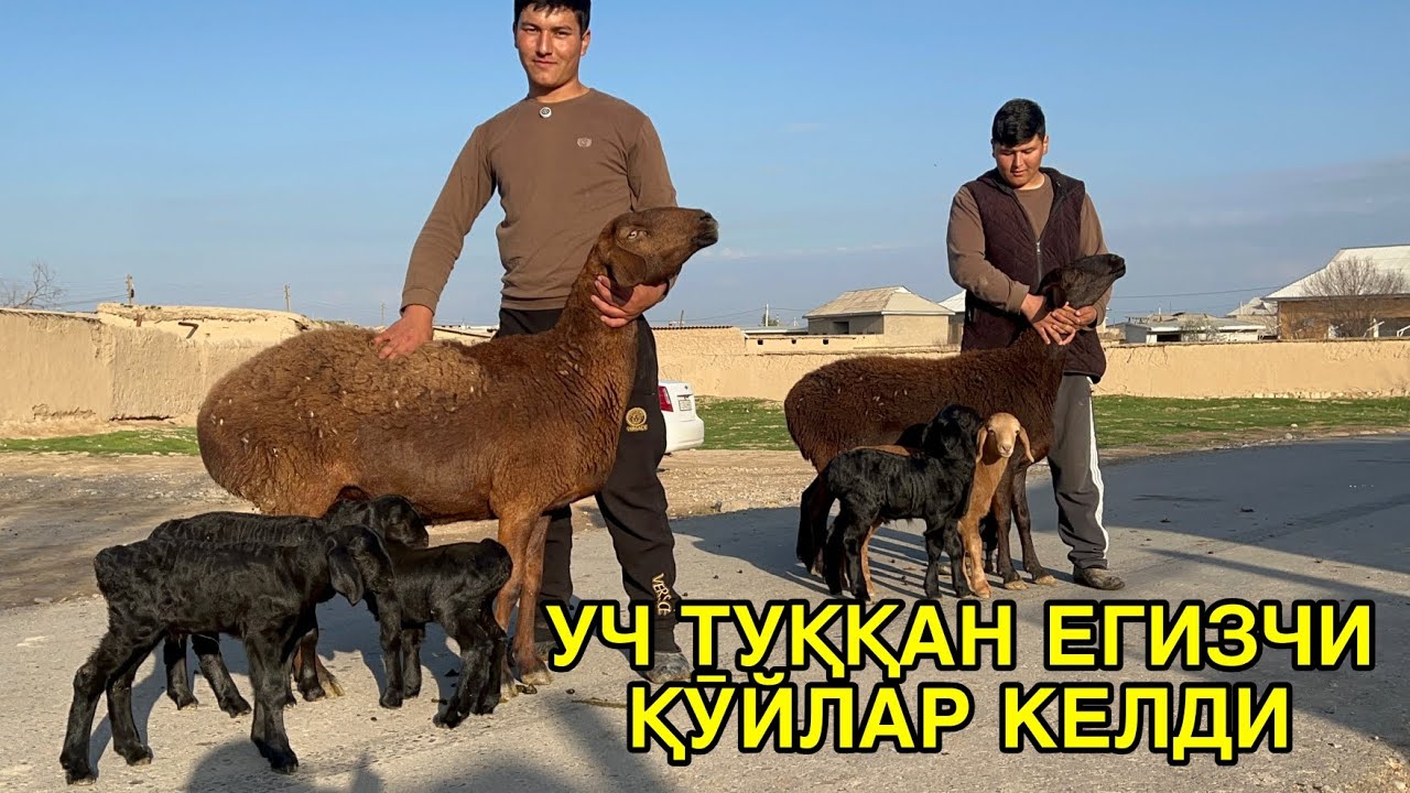 УЧТА ТУҚАН ҚӮЙЛАР КЕЛДИ. ☎️95 545 06 57 ☎️99 947 54 79