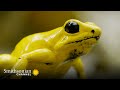 Frog Territorial Behavior and Challenges