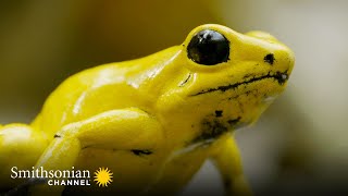 The Most Toxic Frog Has a Beautiful Singing Voice 🐸 Into the Wild Colombia | Smithsonian Channel