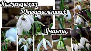 видео: ПОДСНЕЖНИКИ! ЧЕМ ПАХНЕТ? ЧЕМ ОТЛИЧАЕТСЯ? Коллекция из 40 сортов и видов!!! 1 Часть картинка: ПОДСНЕЖНИКИ! ЧЕМ ПАХНЕТ? ЧЕМ ОТЛИЧАЕТСЯ? Коллекция из 40 сортов и видов!!! 1 Часть