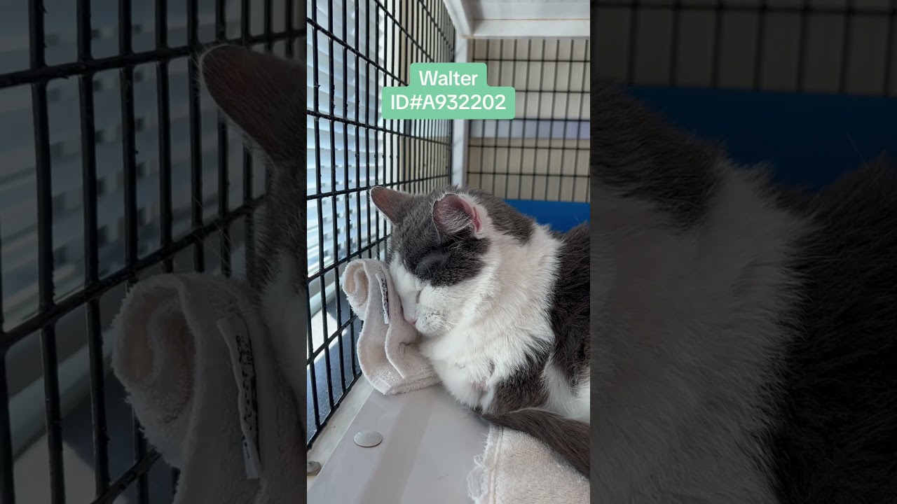 adoptable 12 year old cat 