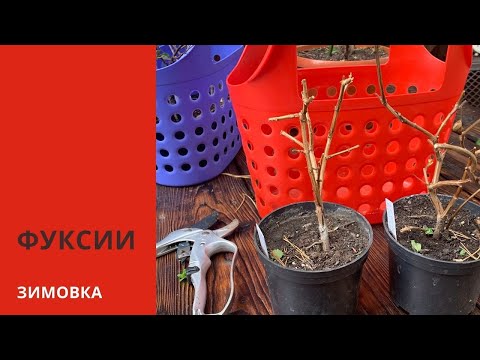 КАК СОХРАНИТЬ ФУКСИЮ зимой в подвале. Обрезка, обработка и зимовка фуксии. Мой опыт