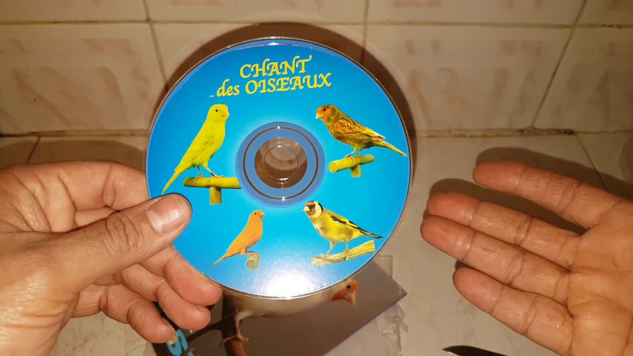 تسميع هجين الحسون / أفضل صوت كي يحفظ ويغرد طائرك