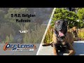 BELGIAN MALINOIS / DOG TRAINING