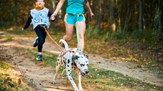 How Much Do Dalmatian Puppies Cost?  A Guide for Potential Owners