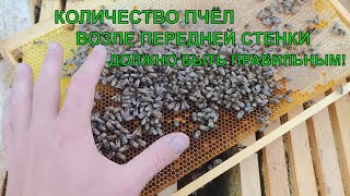 ФОРМИРОВАНИЕ И СОКРАЩЕНИЕ ПЧЁЛ каким должен быть пчелиный клуб☝️🐝🐝