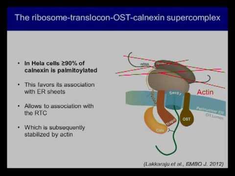 Video: Palmitoylation Diperlukan Untuk Isyarat TNF-R1