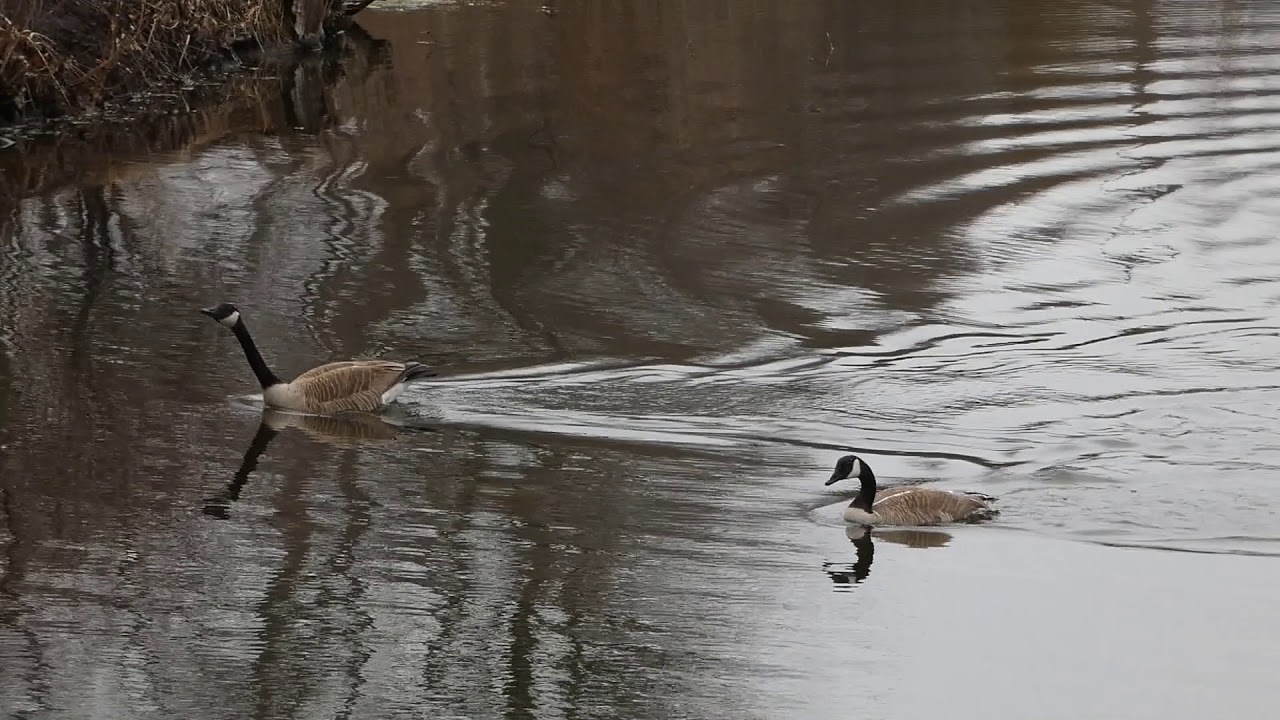 Iowa State University |  First Day of Campus Shutdown Due to COVID-19 | March 23, 2020