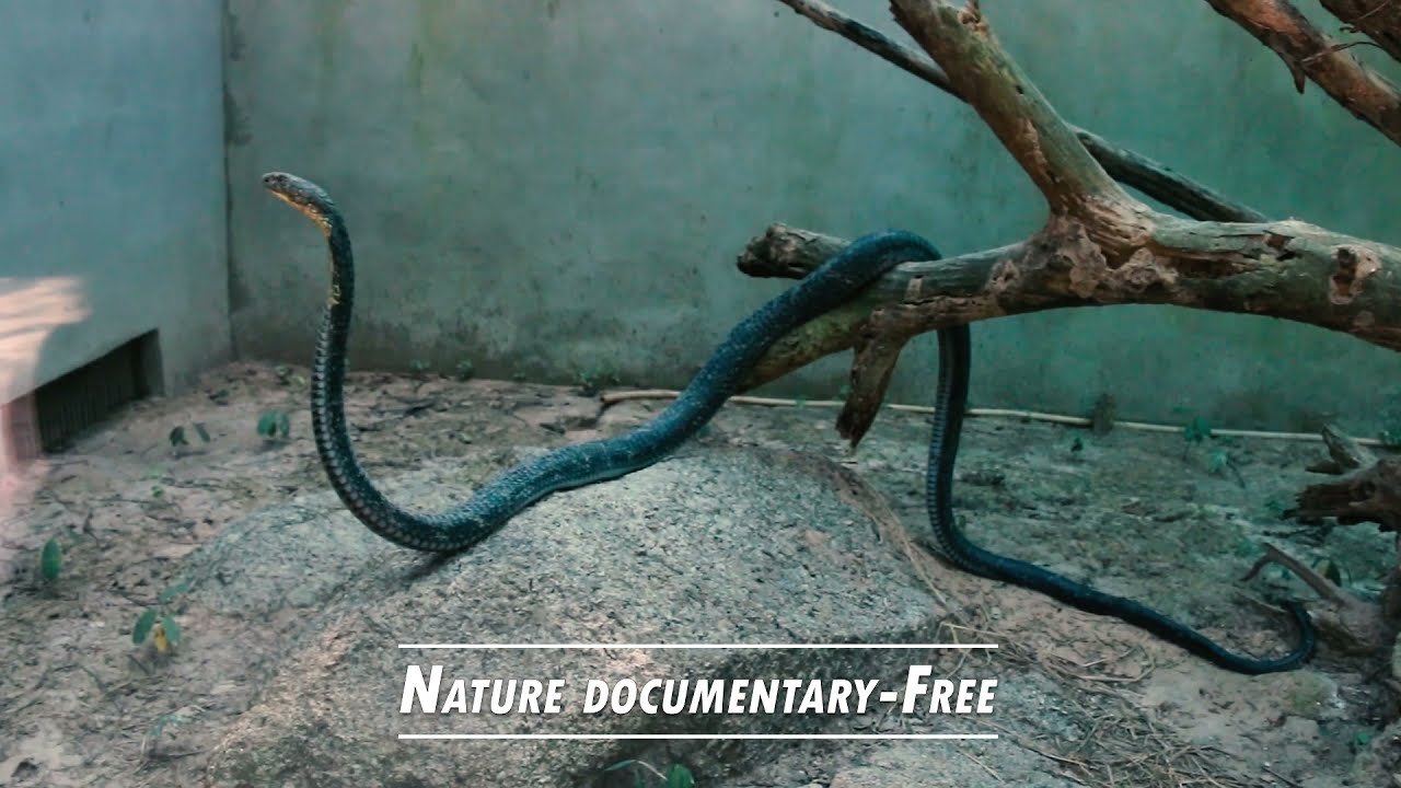 King Cobra | Nature documentary-Free
