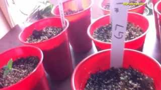 Day 6 - Marijuana Seedling Q And A For Home Weed Grow Op.