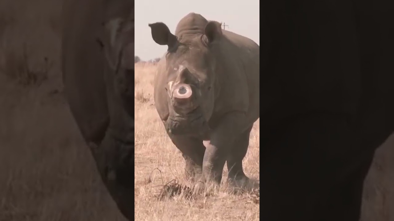 The Rhino King makes a fortune through farming rhino horn