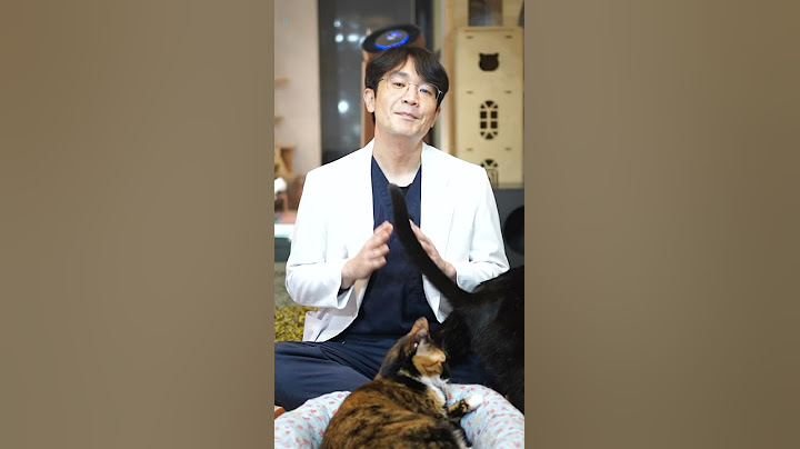 고양이 야단치는 방법