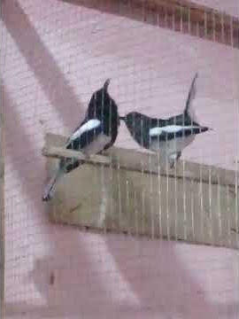 ciri ciri kacer sudah jodoh