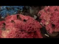 Покраска срезанных хризантем