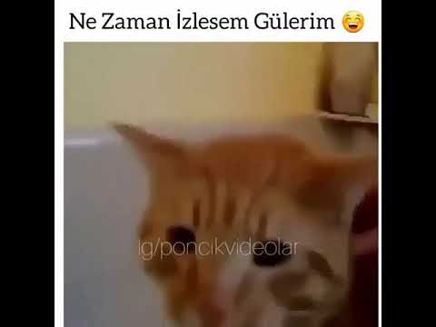 gülem garanti konuşan kedi davut :)