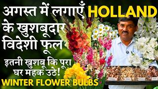 अगस्त में लगाएँ Holland के खुशबूदार विदेशी फूल | इतनी खुशबू कि पूरा घर महक उठे  | Winter Flower Bulb