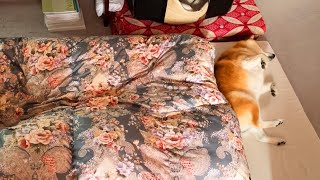 ポフポフ枕に擬態するもうっかりなでなでを所望してしまい正体を見破られる柴犬