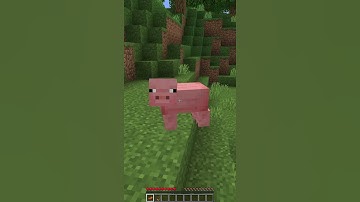 How to ride a PIG