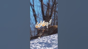 سورة الشورى وكانك تسمعها لأول مرة 🎧🔉🩺 #سورة_الشورى 🔊 #nature #قران #amazing #snow #horse