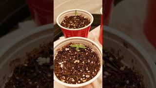 Santica Gardens-Season 1 Episode 7-Day 6