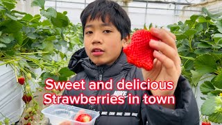 Strawberry Picking, Handa Aichiken Japan