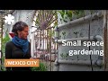 Small space gardening techniques in Mexico City
