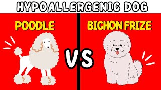 Dogs That Are HYPOALLERGENIC And KID FRIENDLY | Bichon Frisé & Poodle